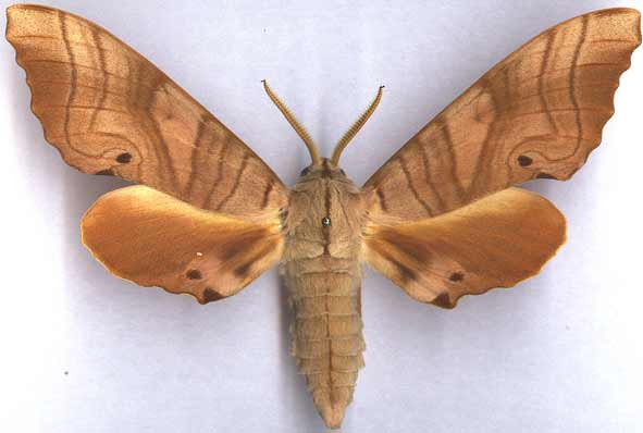 http://www.gorodinski.ru/sphingidae/Marumba  sperchius.jpg